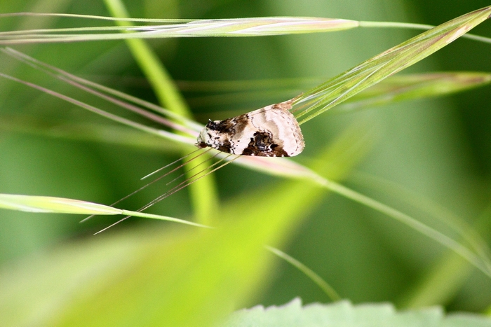 Microlepidottero da ID , forse Crambidae